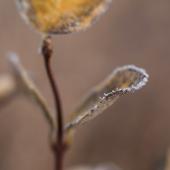 Frosty leaf