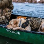 Dog in boat duck hunting