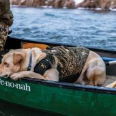 Dog in boat duck hunting