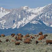 Bison in field