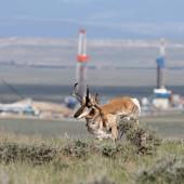 Pronhorn in oil rig field