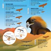 Briders raptors by the numbers