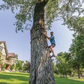 tree climbing story mansion