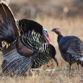 turkey strutting