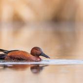 wetland bird