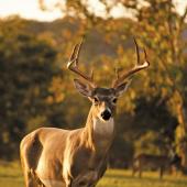 Whitetail deer