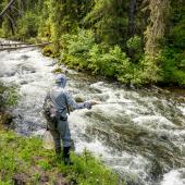 Fly fisherman fishing a creek