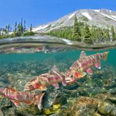 Golden Trout in Mountain Lake