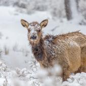 elk winter