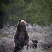grizzly bear 399