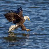 bald eagle catching fish