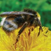 bee pollen flower
