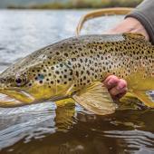 big hole brown trout