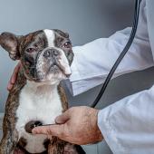 dog at vet