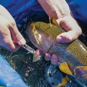 tagging trout