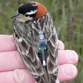 Bird with tag