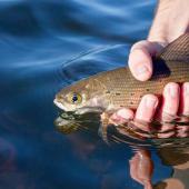 Releasing a Montana arctic grayling back to the depths