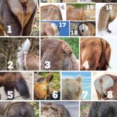 Butts Up Quiz