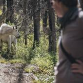 Mountain Goat encounter