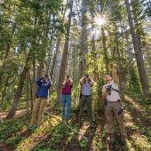 Monitoring whitebark pine