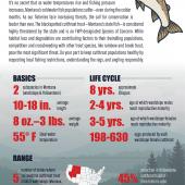Understanding Cutthroat Trout Populations