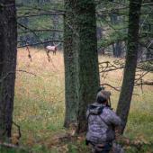 elk hunting archery