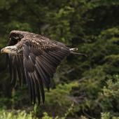photography flying raptors