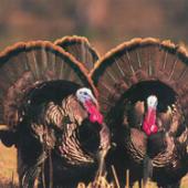 turkey hunting bozeman