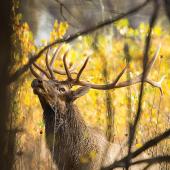 fall, Bozeman, hunting, elk, photography