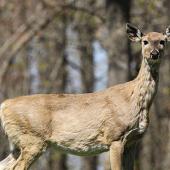 whitetail, cwd, chronic wasting disease