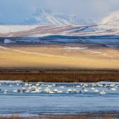 birds, waterfowl, migration