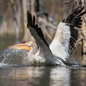 Quake Lake, Kayaking, Birding