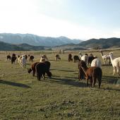 Alpacas of Montana, Bozeman