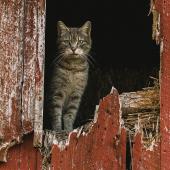 Barn Cats