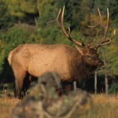 elk, hunting, elk hunting, outside bozeman, montana