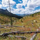 fall color, yellowstone, hiking