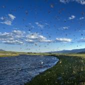 caddis hatch