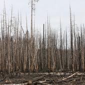 Montana Wilderness, Wildlfire, Yellowstone Park