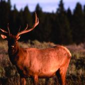 elk, hunting, health