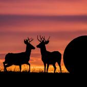 Mule Deer, Hunting, Bozeman, Montana