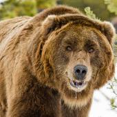 Grizzly Bear, Hunting with Grizzlies, Hunting Grizzly Country