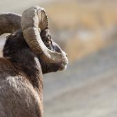 Montana Bighorn Sheep, Gravelly Mountains