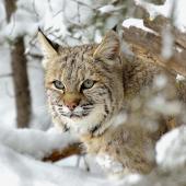 bobcat, winter, Outside Bozeman, Montana