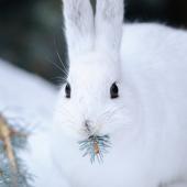 Snowshoe Hare, Montana