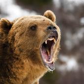 bear, bear safety, grizzly