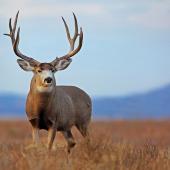 mule deer, hunting, species, Bozeman