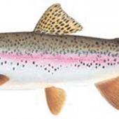 Rainbow Trout, trout, fishing Montana, Montana fish, Oncorhynchus mykiss