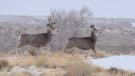 Mule deer buck chasing doe
