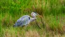 Blue Heron with snake