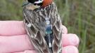 Bird with tag
